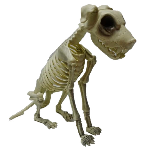 Dinosaur Skeletion